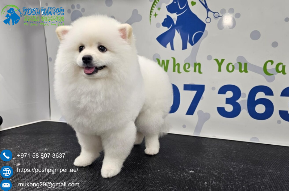 Essential care tips for pets in busy urban life Essential care tips for pets in busy urban life