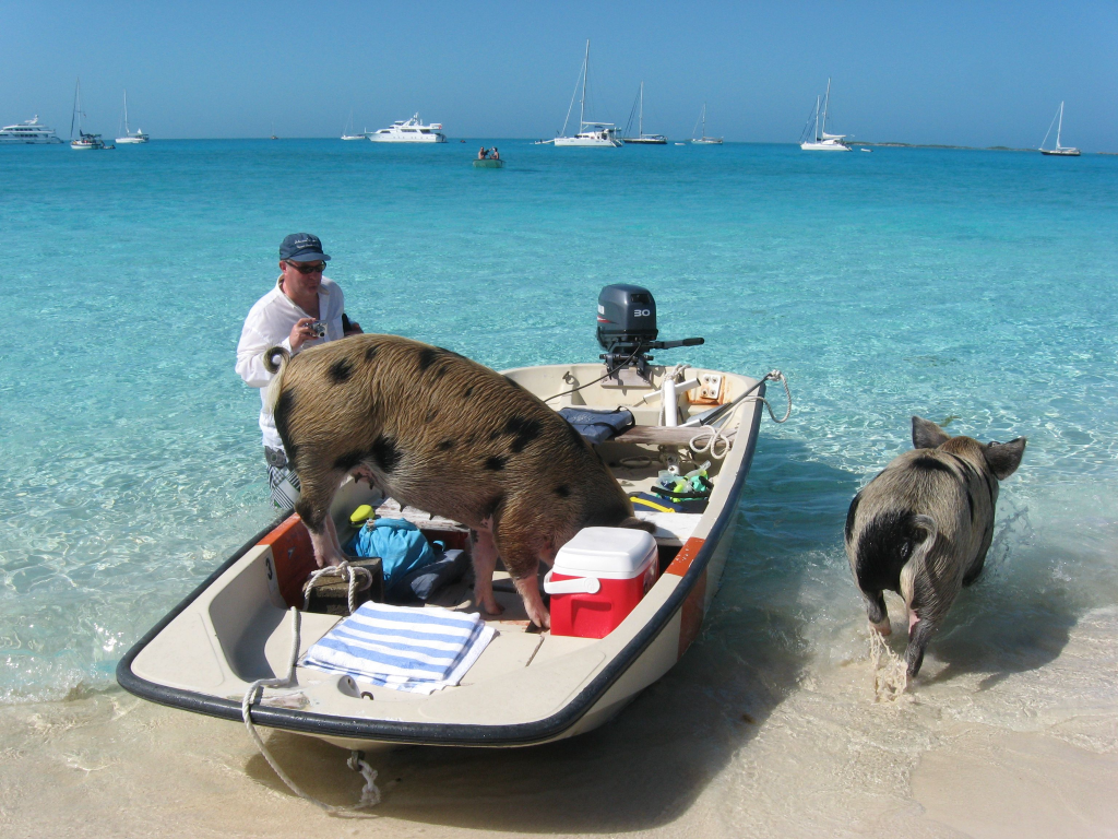 Unforgettable Nassau Boat Trip: Encounter Friendly Pigs in Paradise Unforgettable Nassau Boat Trip: Encounter Friendly Pigs in Paradise