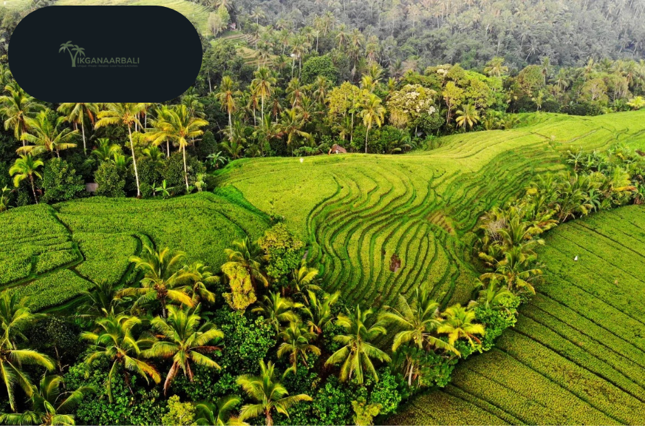 Plan Your Bali Adventure: Easy Online Tour Packages Plan Your Bali Adventure: Easy Online Tour Packages