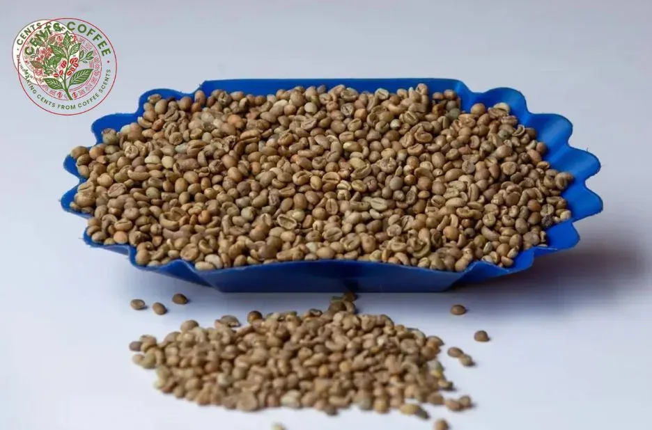 Buy Robusta Screen 12 Green Coffee – Premium Quality Beans for Roasters and Importers Buy Robusta Screen 12 Green Coffee – Premium Quality Beans for Roasters and Importers