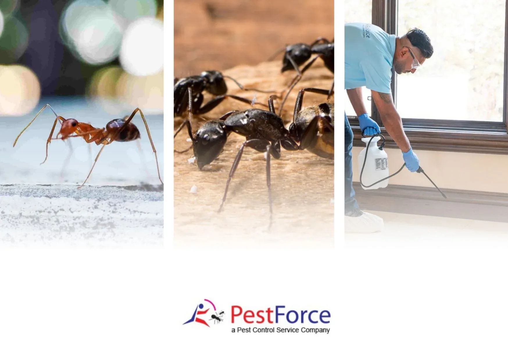 Effective Mice Droppings Cleaning Services for a Safe and Hygienic Home Effective Mice Droppings Cleaning Services for a Safe and Hygienic Home