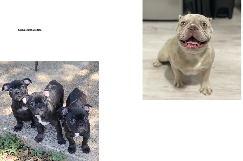 French Bulldog Rescue: How to Support and Adopt Needy French Bulldogs French Bulldog Rescue: How to Support and Adopt Needy French Bulldogs