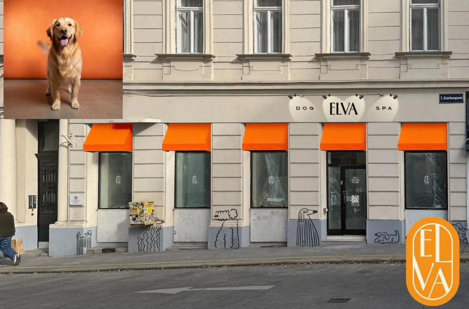 Beste Hundefriseur Wien – Professionelle Pflege und liebevolle Betreuung für Ihren Hund Beste Hundefriseur Wien – Professionelle Pflege und liebevolle Betreuung für Ihren Hund