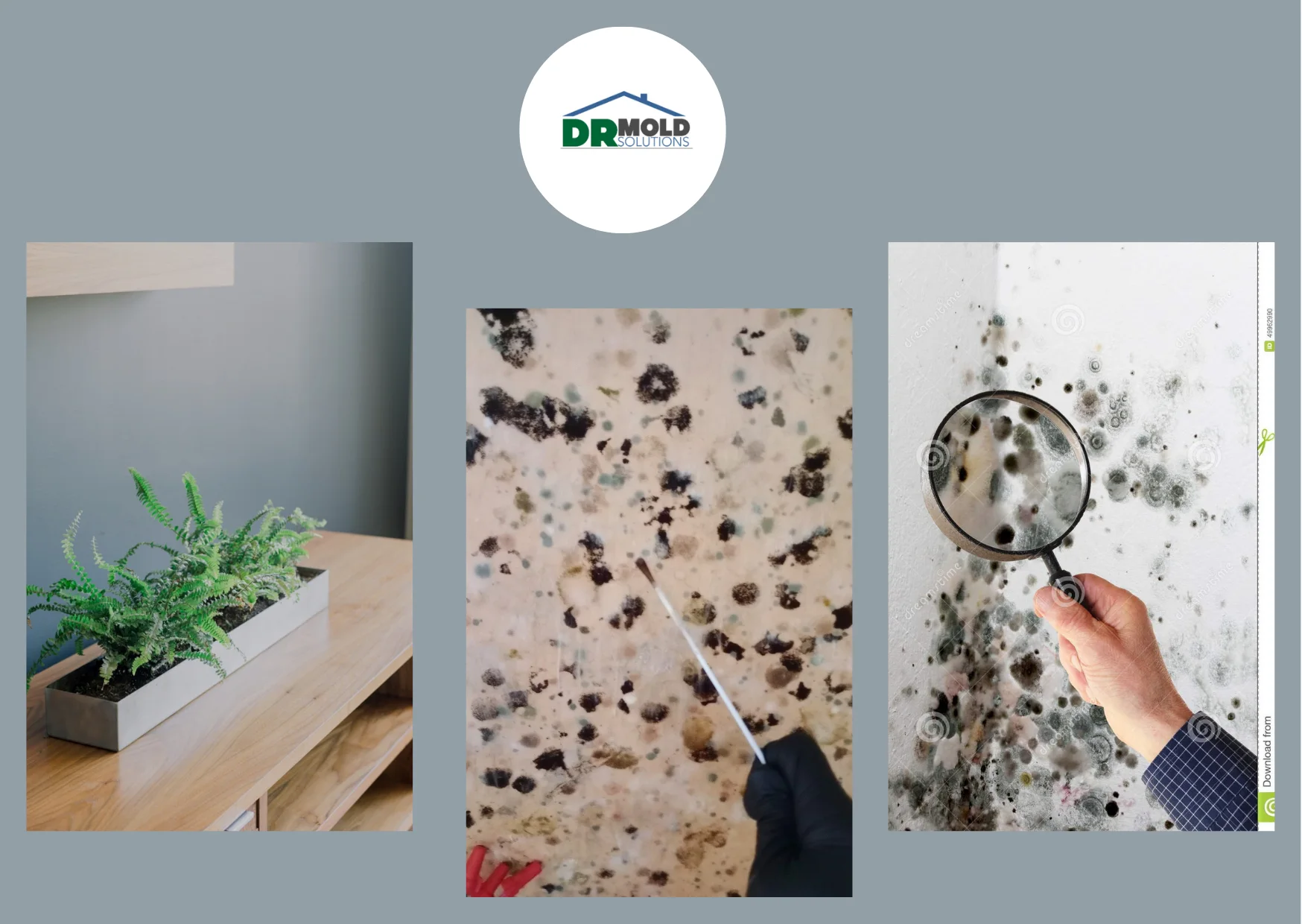 Top Best Mold Removal Companies Near Me for Safe and Effective Remediation Top Best Mold Removal Companies Near Me for Safe and Effective Remediation