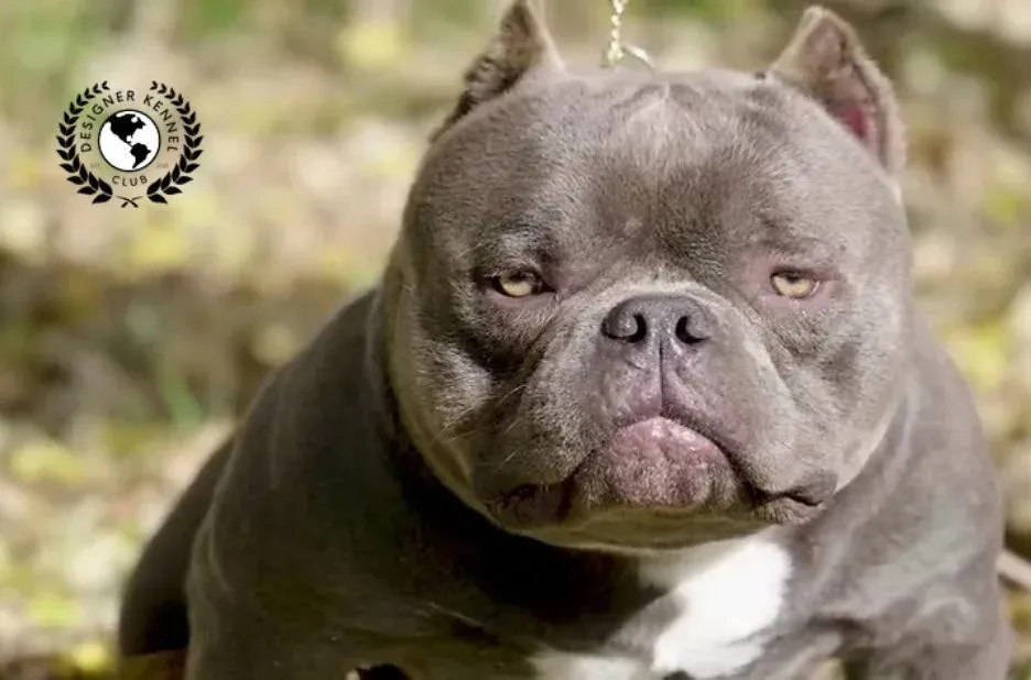 Unlocking the Process to Register Your American Bully Without Traditional Papers