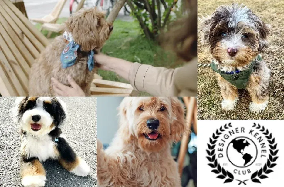 How to Register Your Puppy: Simple Checklist for Guest Post Submissions