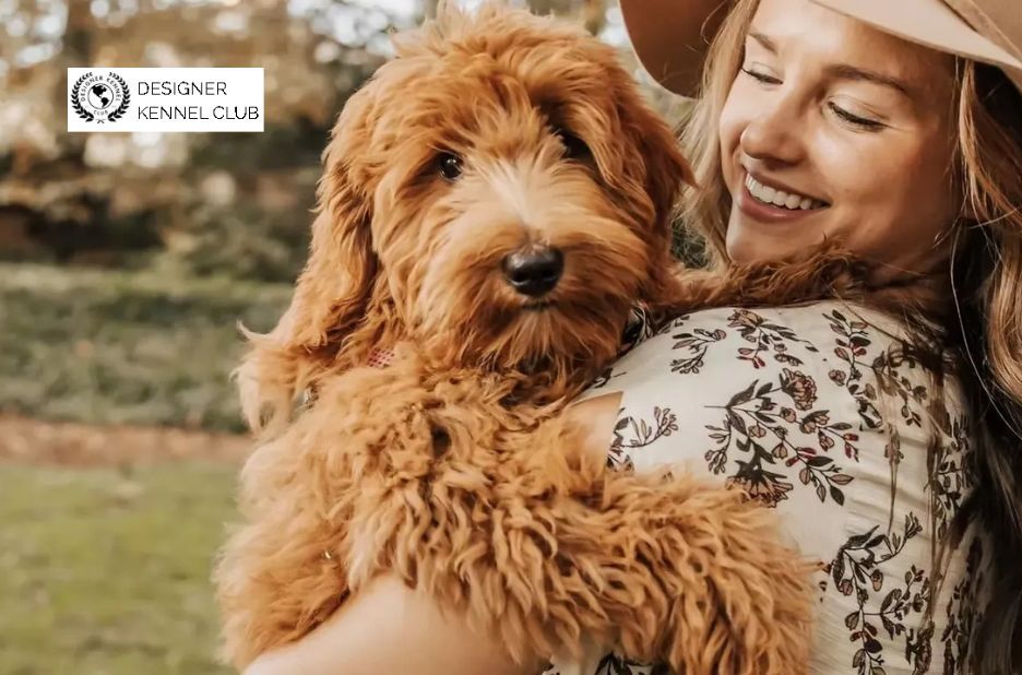 Guest Post: Kennel Club of America Insights for a Stronger Designer Kennel Community Guest Post: Kennel Club of America Insights for a Stronger Designer Kennel Community