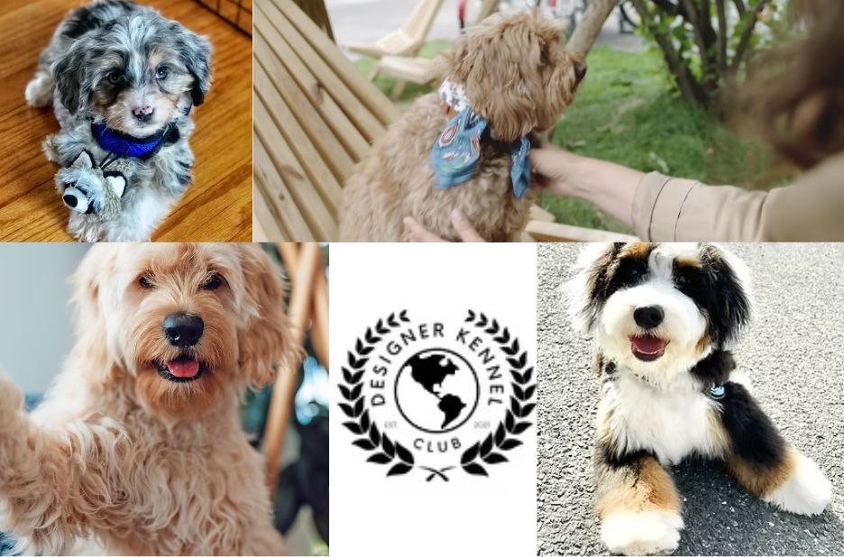How to Choose a Designer Dog Breeder That Puts Health and Temperament First How to Choose a Designer Dog Breeder That Puts Health and Temperament First