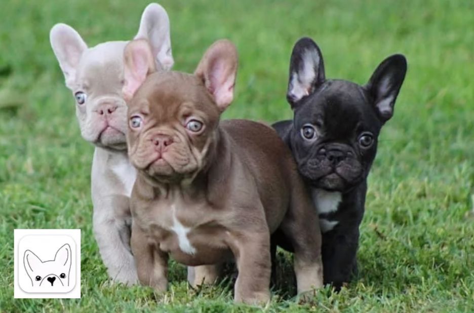 Find a French Bulldog for Sale: Tips for Choosing a Healthy, Unique Puppy Find a French Bulldog for Sale: Tips for Choosing a Healthy, Unique Puppy