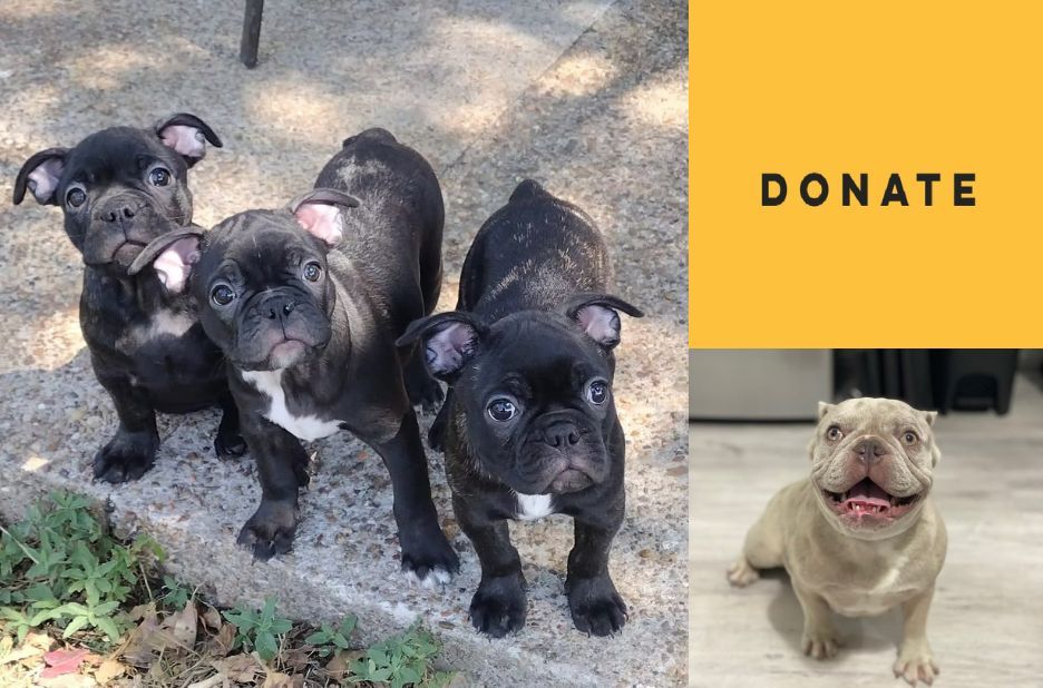 How to Find Healthy Frenchie Puppies Near Me Through Local Rescue Options How to Find Healthy Frenchie Puppies Near Me Through Local Rescue Options