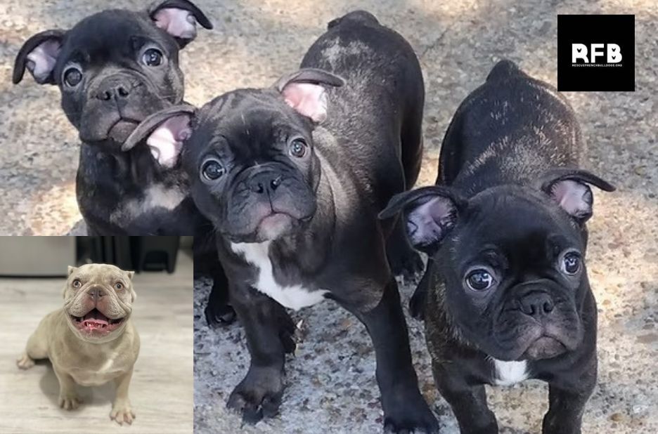 How French Bulldog Rescue Programs Save Lives and Rehome Deserving Dogs How French Bulldog Rescue Programs Save Lives and Rehome Deserving Dogs