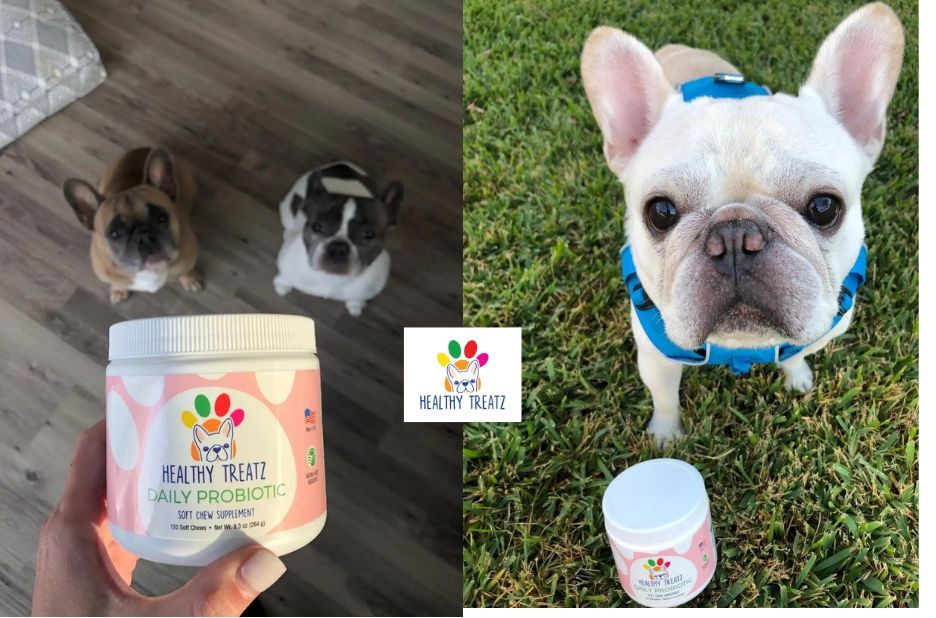 Healthy Petz: Expert Guest Post Recommendations for Better Pet Wellness Healthy Petz: Expert Guest Post Recommendations for Better Pet Wellness