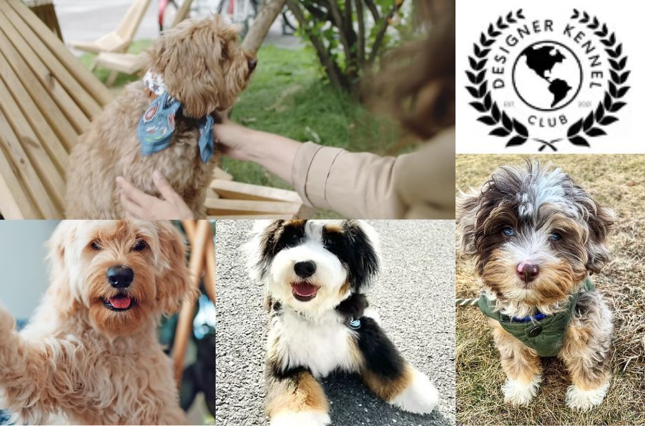 A Checklist for Proper Aussie Bichon Registration Papers A Checklist for Proper Aussie Bichon Registration Papers