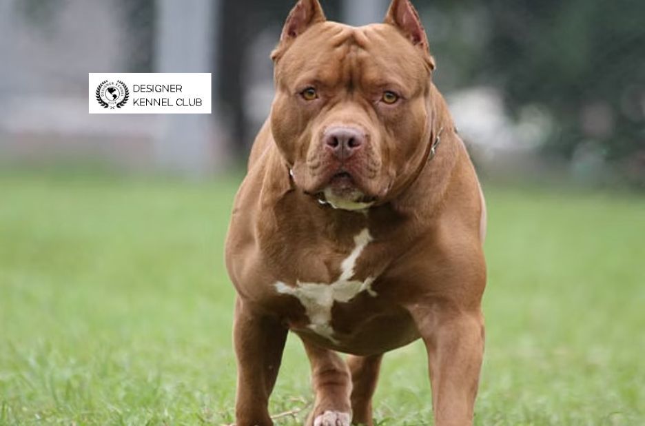 Pitbull Registration Without Papers: Legal Options and Local Resources Pitbull Registration Without Papers: Legal Options and Local Resources