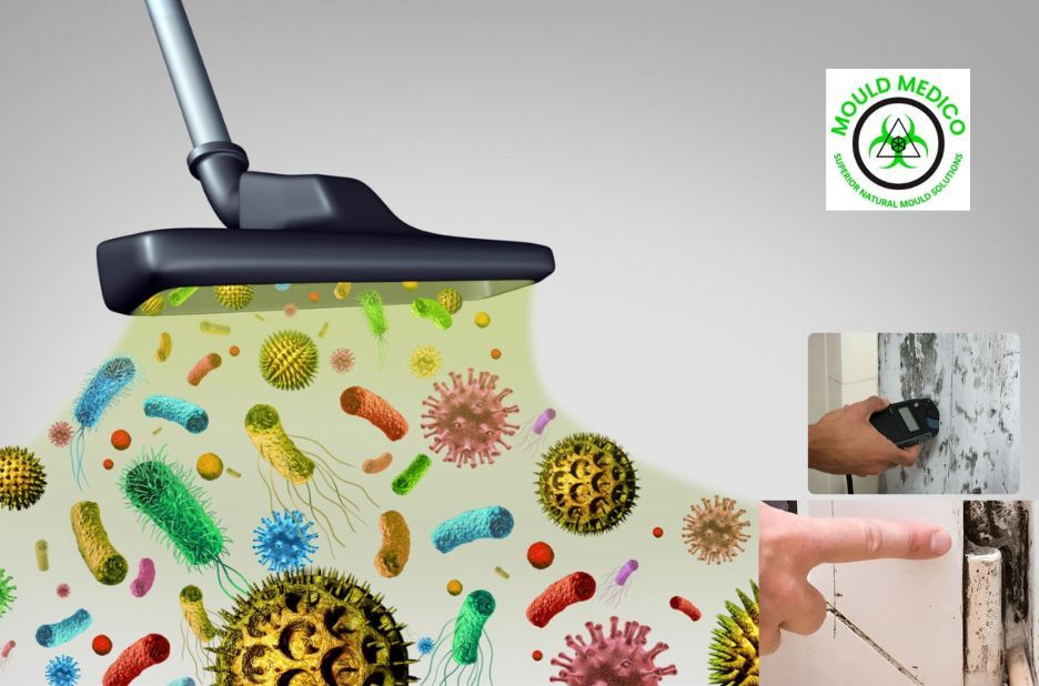 Professional Mould Removal Services Caloundra Cleanup Professional Mould Removal Services Caloundra Cleanup