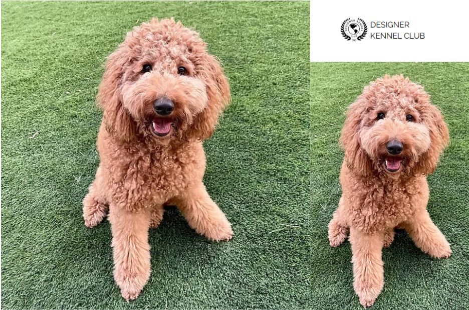 Golden Doodle Papers Without AKC: Buyer Intent Guide for Registration Options Golden Doodle Papers Without AKC: Buyer Intent Guide for Registration Options