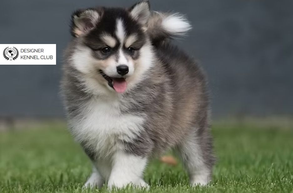 Pomsky Registration: Buyer-Ready Checklist Before You Choose a Breeder Pomsky Registration: Buyer-Ready Checklist Before You Choose a Breeder