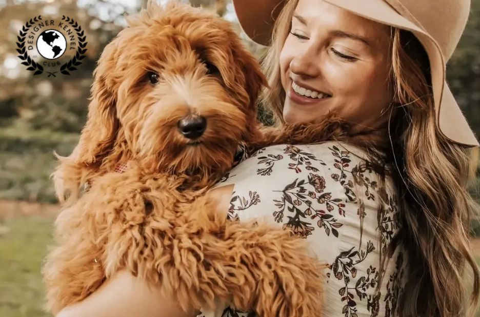 How to Verify Maltipoo Registration Papers Without AKC How to Verify Maltipoo Registration Papers Without AKC