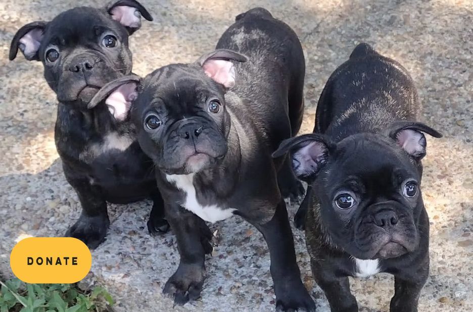 How to Choose Trusted Rescue French Bulldogs and Support a Quality Adoption How to Choose Trusted Rescue French Bulldogs and Support a Quality Adoption