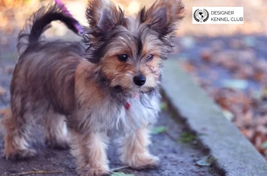 Dog Paperwork Checklist: Steps to Get Dog Papers Online Dog Paperwork Checklist: Steps to Get Dog Papers Online