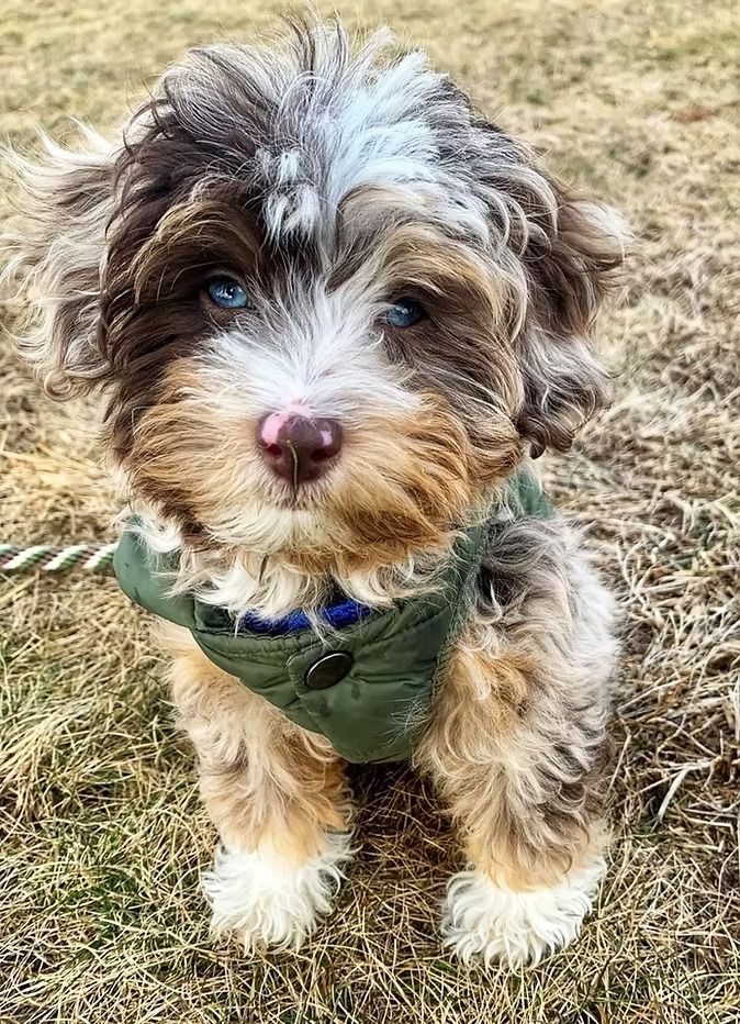 A Practical Guide to Aussiedoodle Registration Steps A Practical Guide to Aussiedoodle Registration Steps