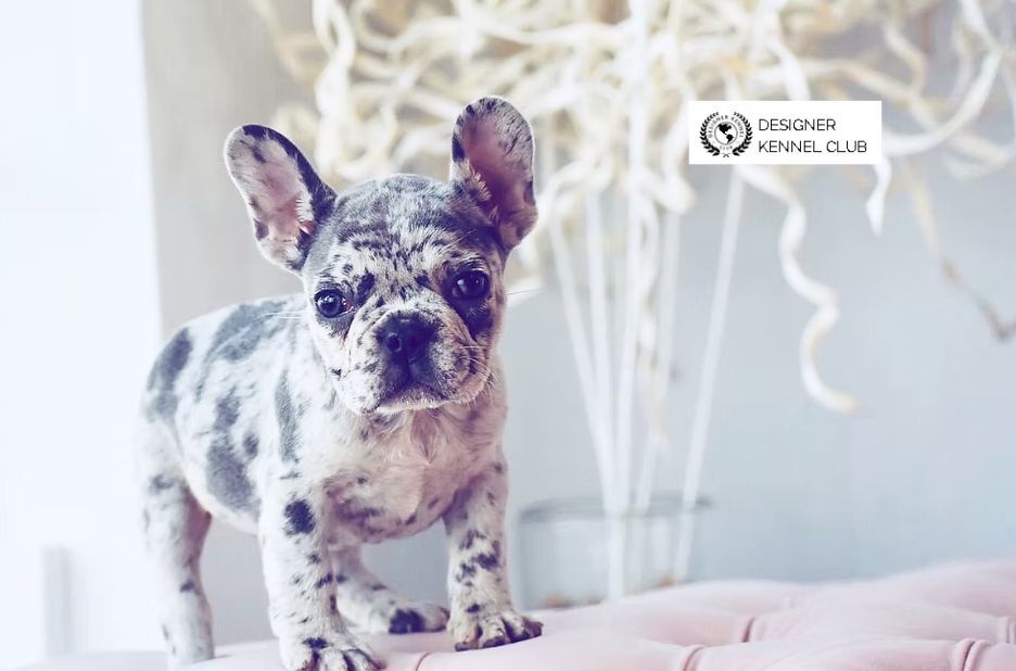 Expert Guide to Registering a French Bulldog Without AKC Expert Guide to Registering a French Bulldog Without AKC