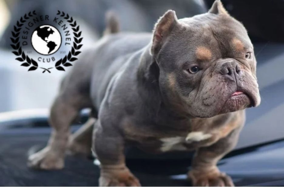 Benefits of Registering Your American Bully Without Papers