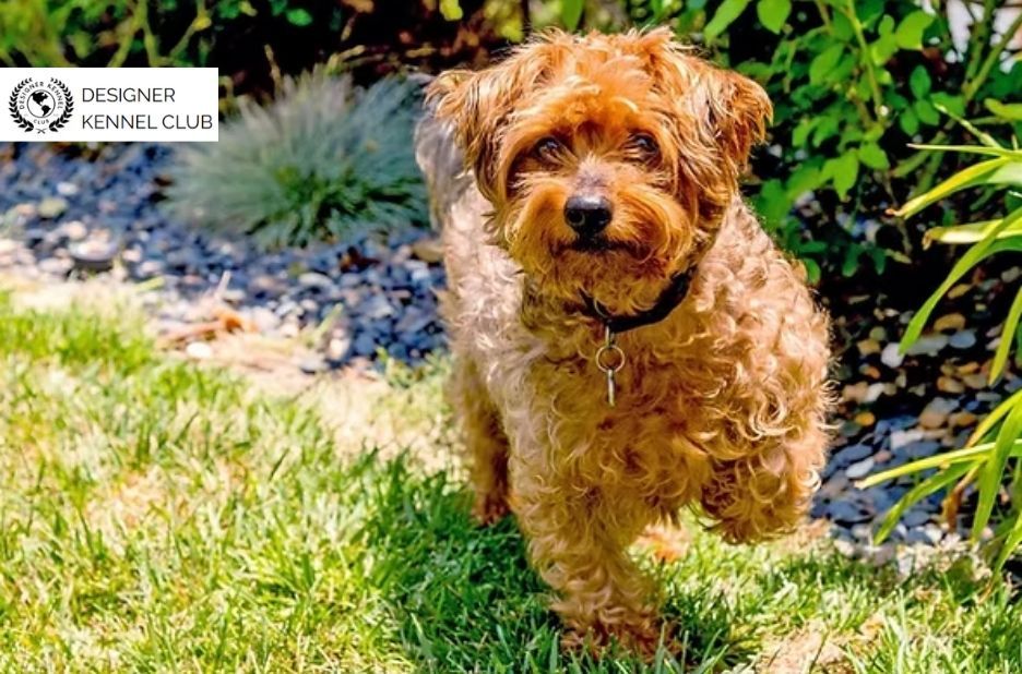 Buyer Guide to Yorkiepoo Registration and Paperwork Buyer Guide to Yorkiepoo Registration and Paperwork