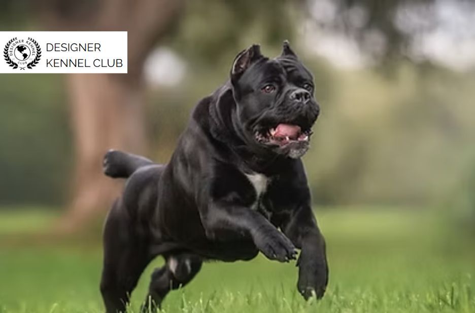 Practical Guide to Cane Corso Registration Steps and Requirements Practical Guide to Cane Corso Registration Steps and Requirements