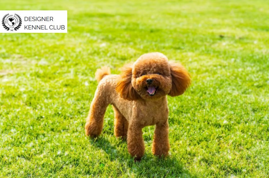 How to Register a Poodle Mix Without AKC Benefits How to Register a Poodle Mix Without AKC Benefits
