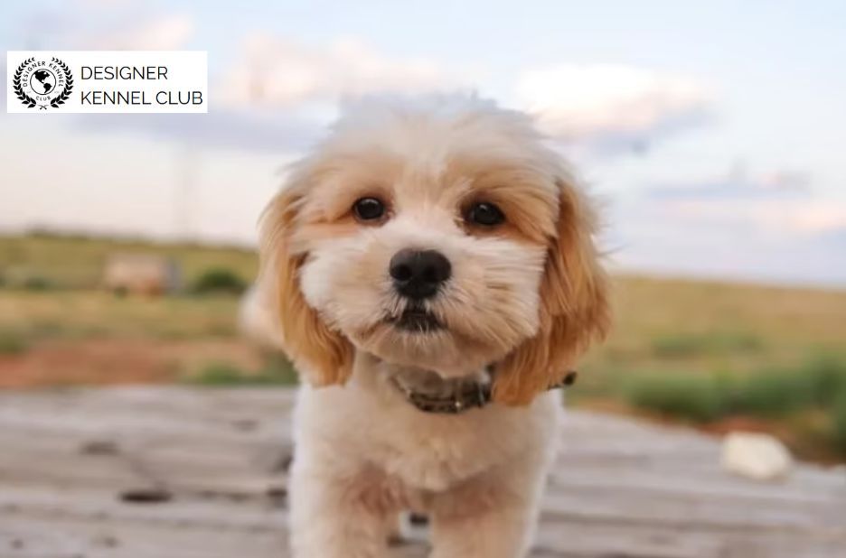 Checklist for Shihpoo Records Without AKC Registration Checklist for Shihpoo Records Without AKC Registration