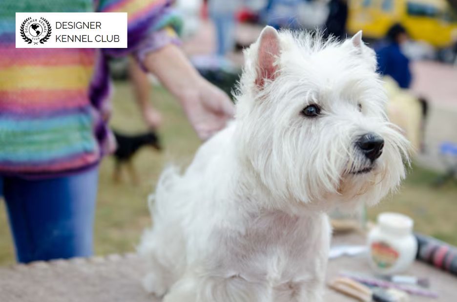 Mixed-Breed Paperwork Options: Non-Purebred Registry Guide Mixed-Breed Paperwork Options: Non-Purebred Registry Guide