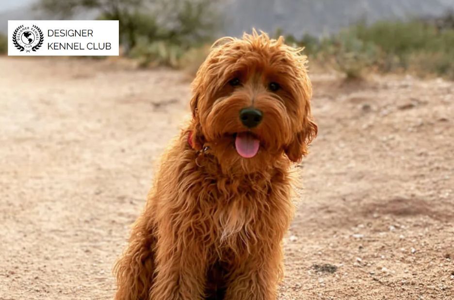 Legally Document Your Designer Dog Without AKC Papers Legally Document Your Designer Dog Without AKC Papers